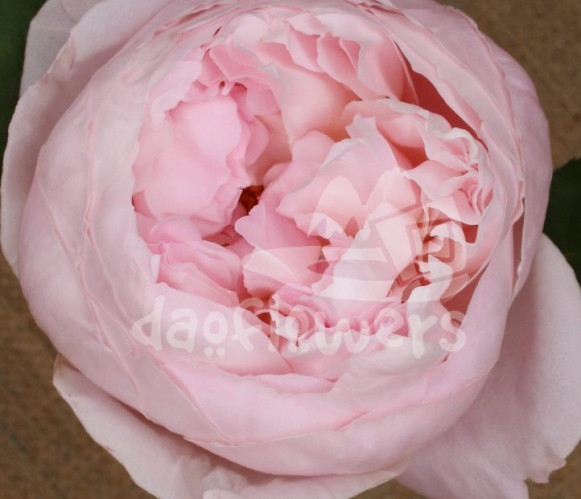 peony pink