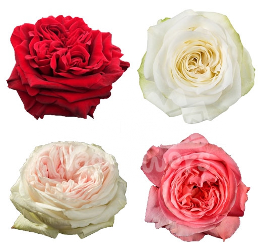 mix garden roses