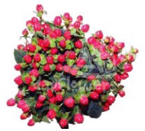 hypericum red